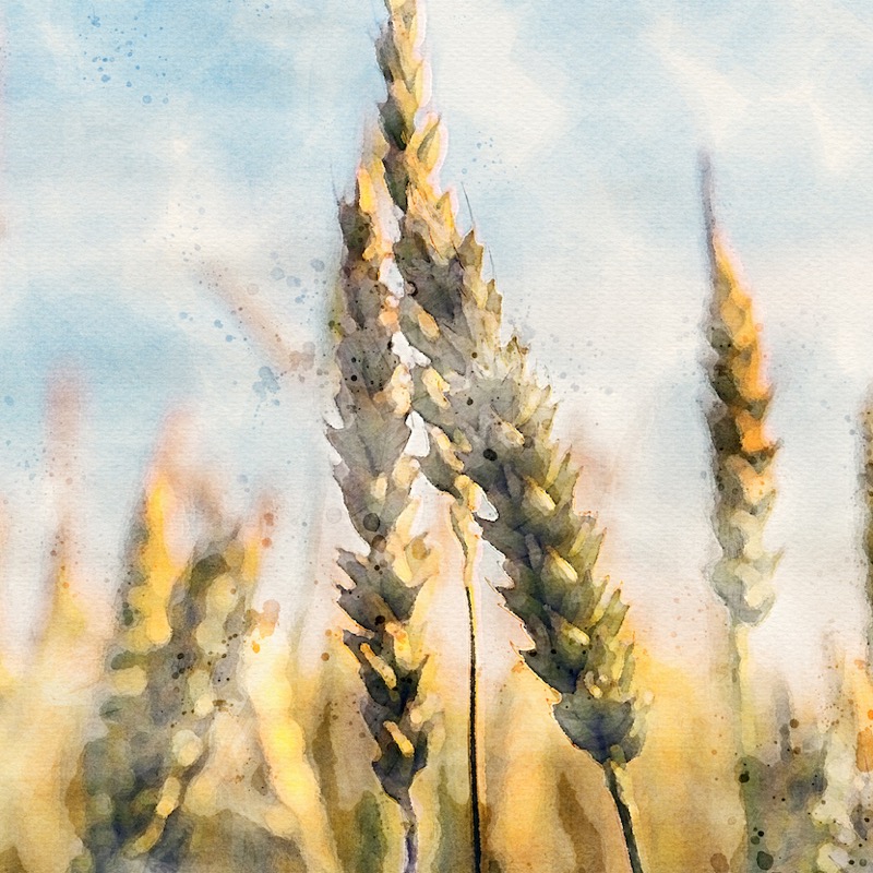 Artwork for 1 - Abraham: The significance of order of events as seen in the New Testament